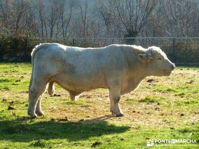 La Cachiporrilla - Altos del Hontanar; senderismo y excursiones; rutas cerca de madrid;luna llena ma